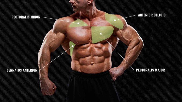 7 Best Chest Exercises for Building Muscle